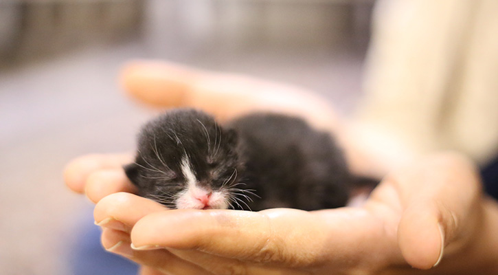 close up of tiny kitten being held in someone's hands